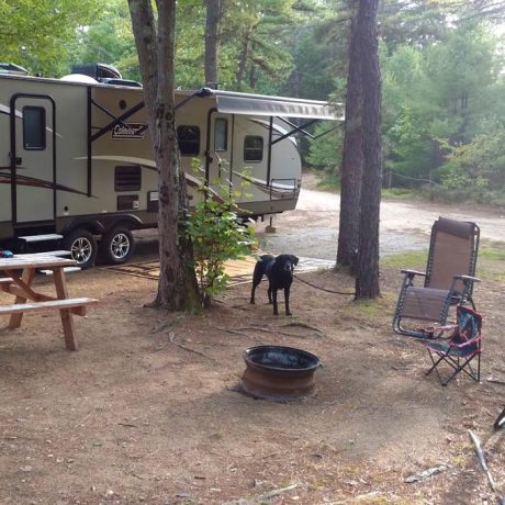 dog standing outside of rv